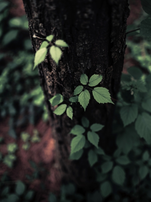 Tree trunk 